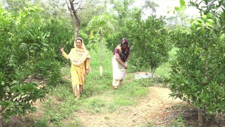 एचपीशिवा परियोजना से भवड़ां की बंजर जमीन पर लहलहाने लगा बागीचा